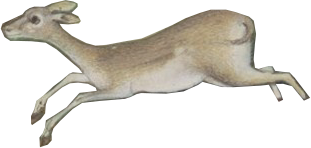 BahramGur_0018_Layer-0-copy-9.png