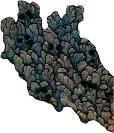 AbdAsSamad_0000_Layer-0-copy-3.png