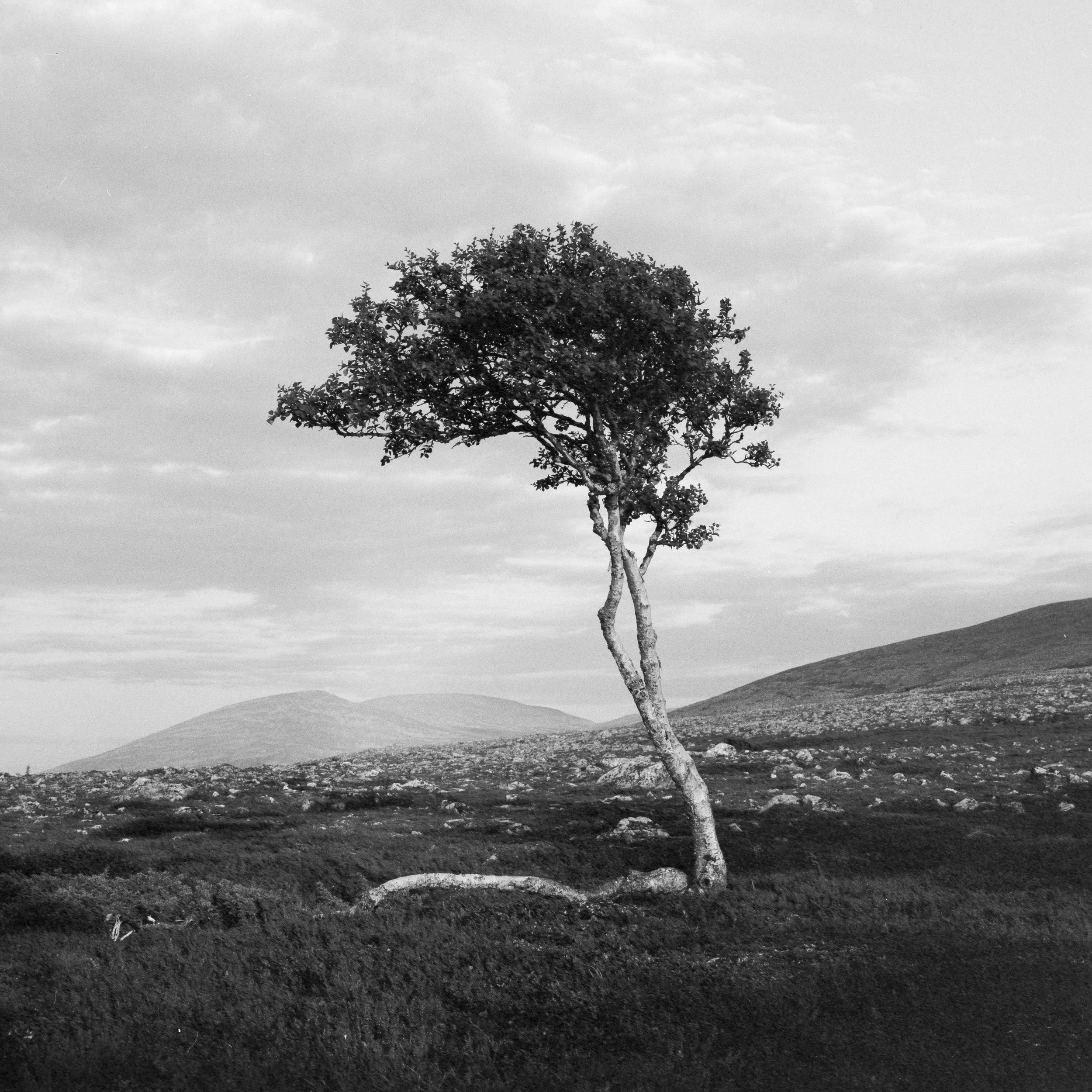 2025-Femund-120-Tmax400-1-TIFF-2.jpeg
