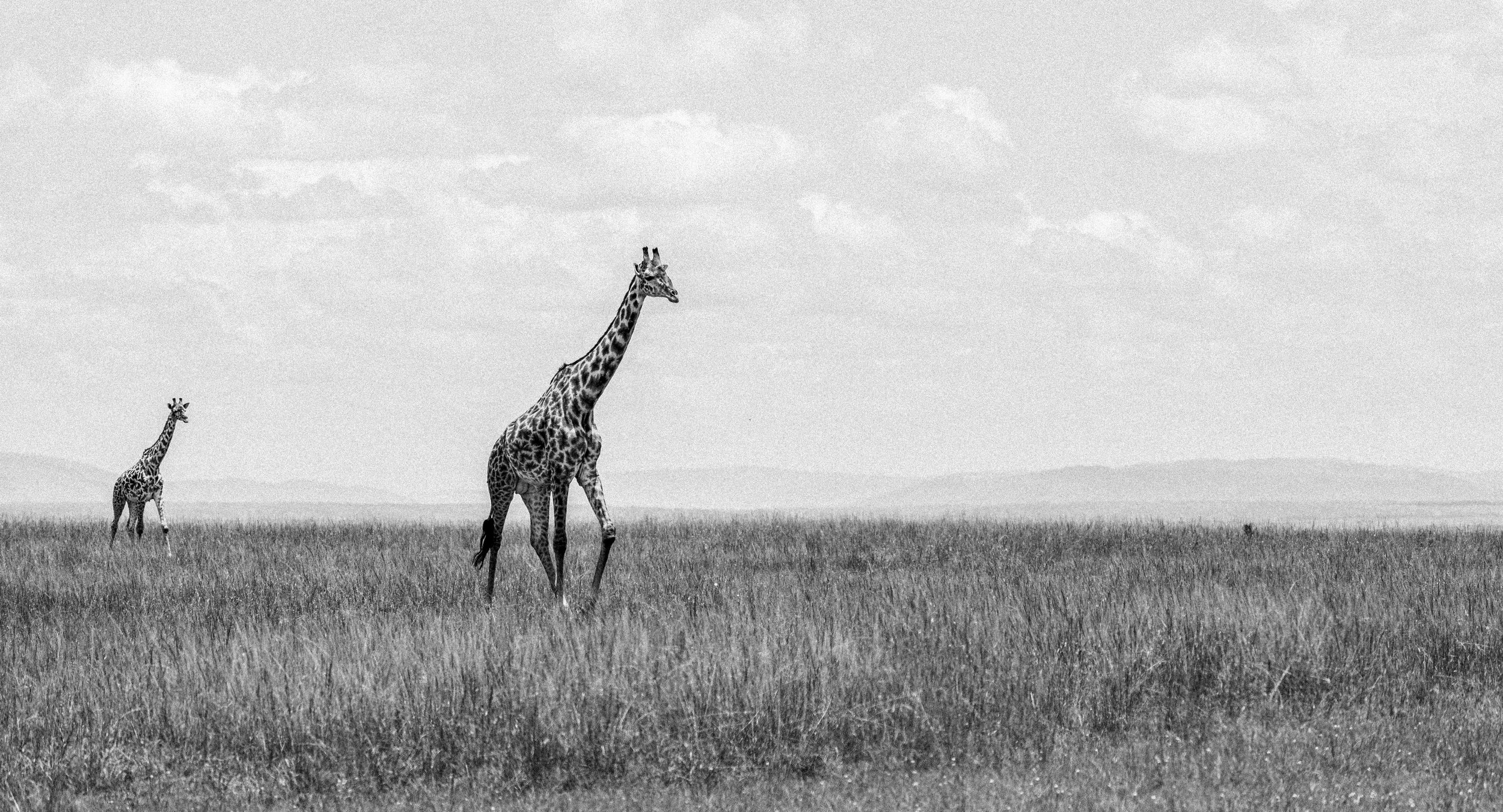 2023-Kenya-SjiraffPNG.jpeg
