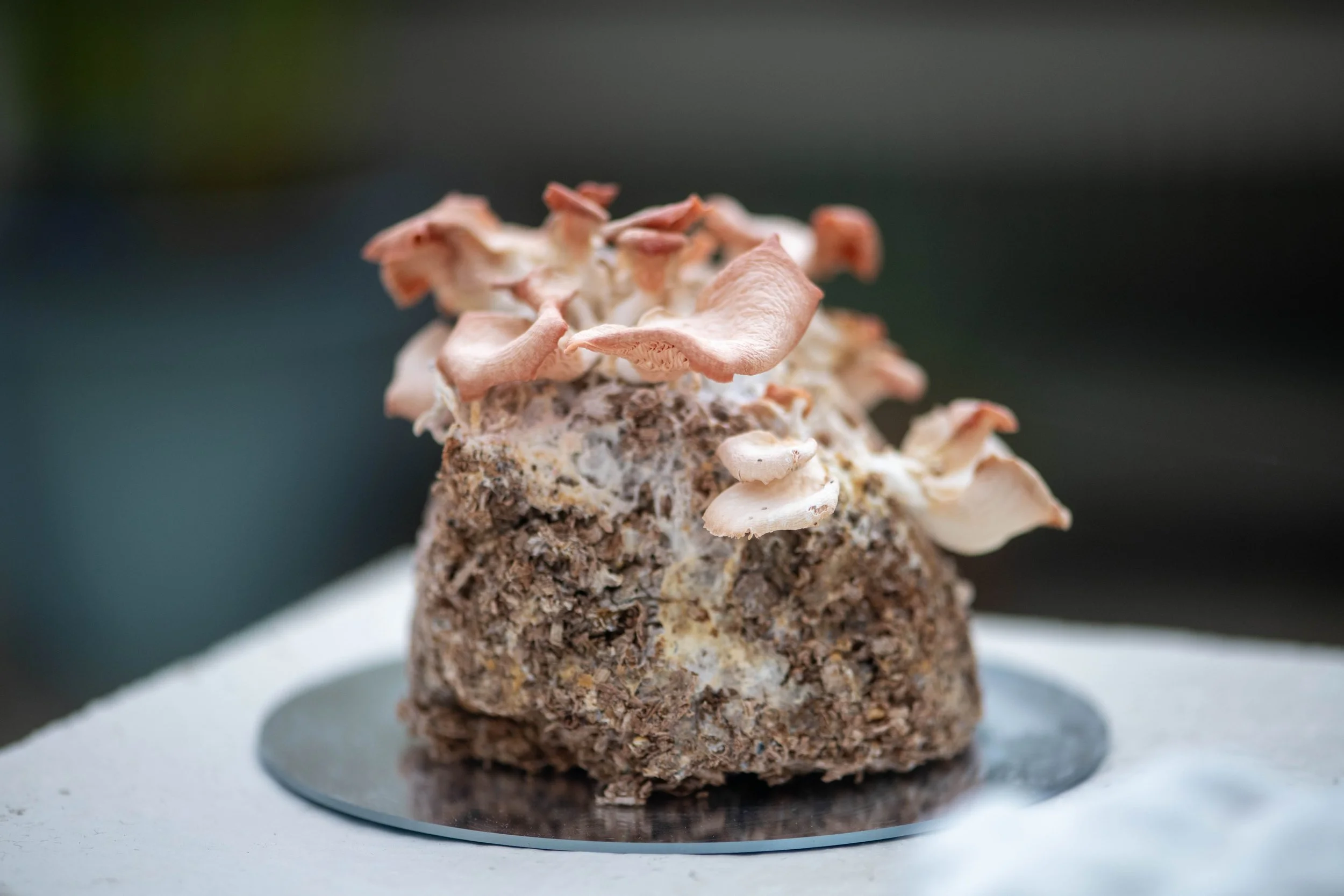 Hyphal Body 3_Jessie Von Curry_Photo by KEW Gardens_small.jpeg