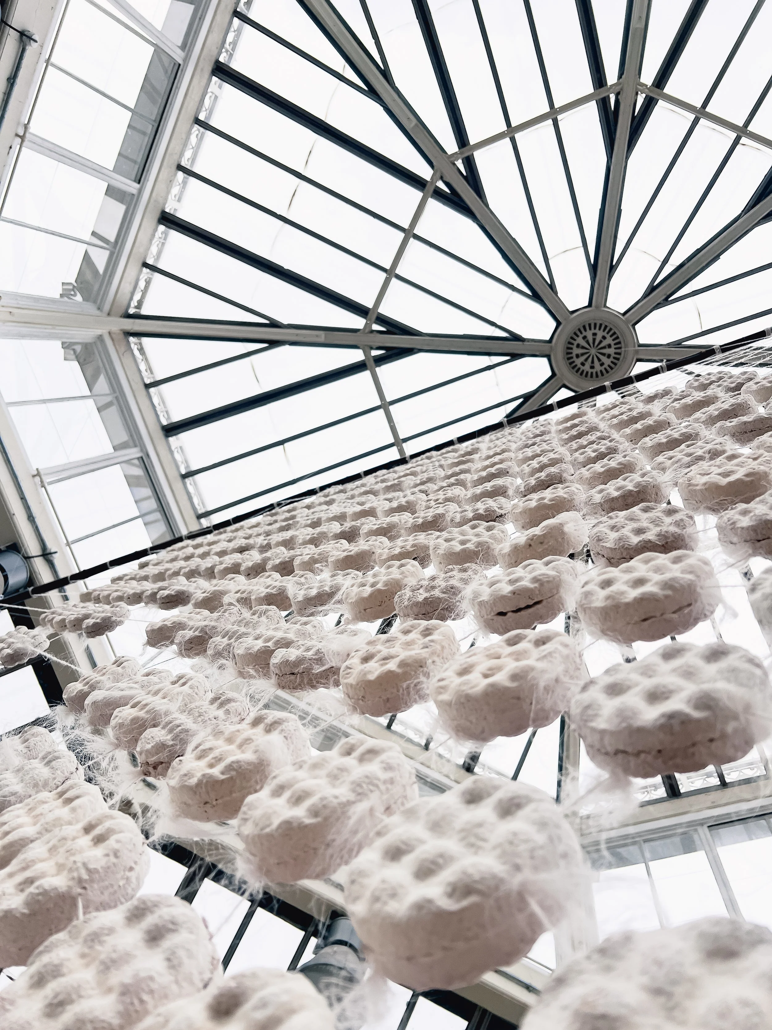 Hyphal Body_2025_Jessie Curry_3.jpg