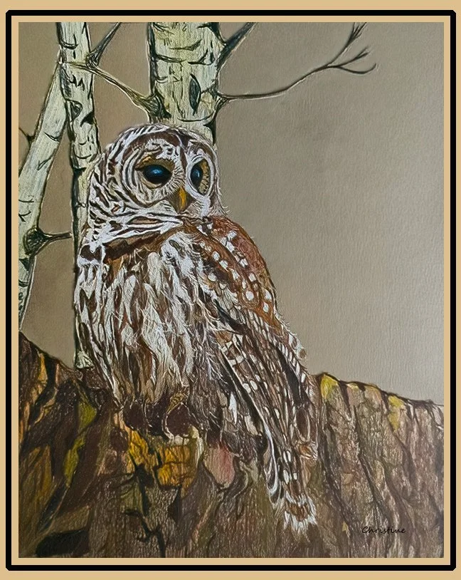 Barred Owl Pencil.jpg
