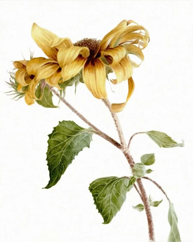 Botanical Watercolours with Lillina Pasqua