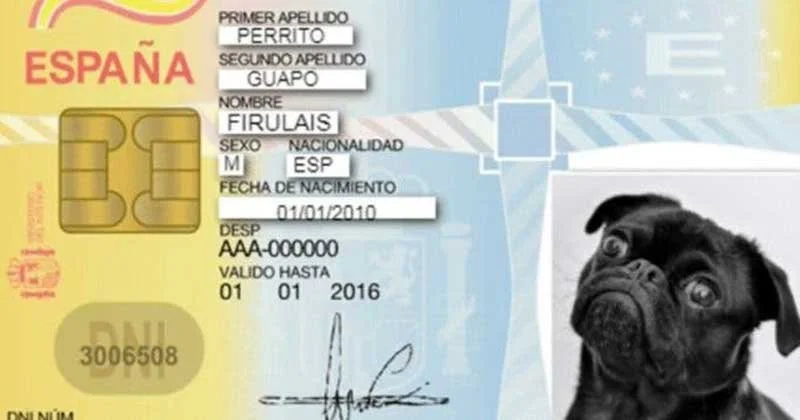 Espanha: projeto de lei propõe documento de identidade obrigatório para cães e gatos 