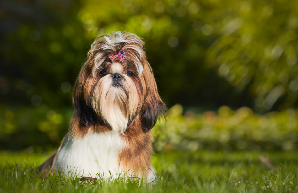 Bahia: Juíza aplica analogia para permitir que tutora viaje com cachorra em avião