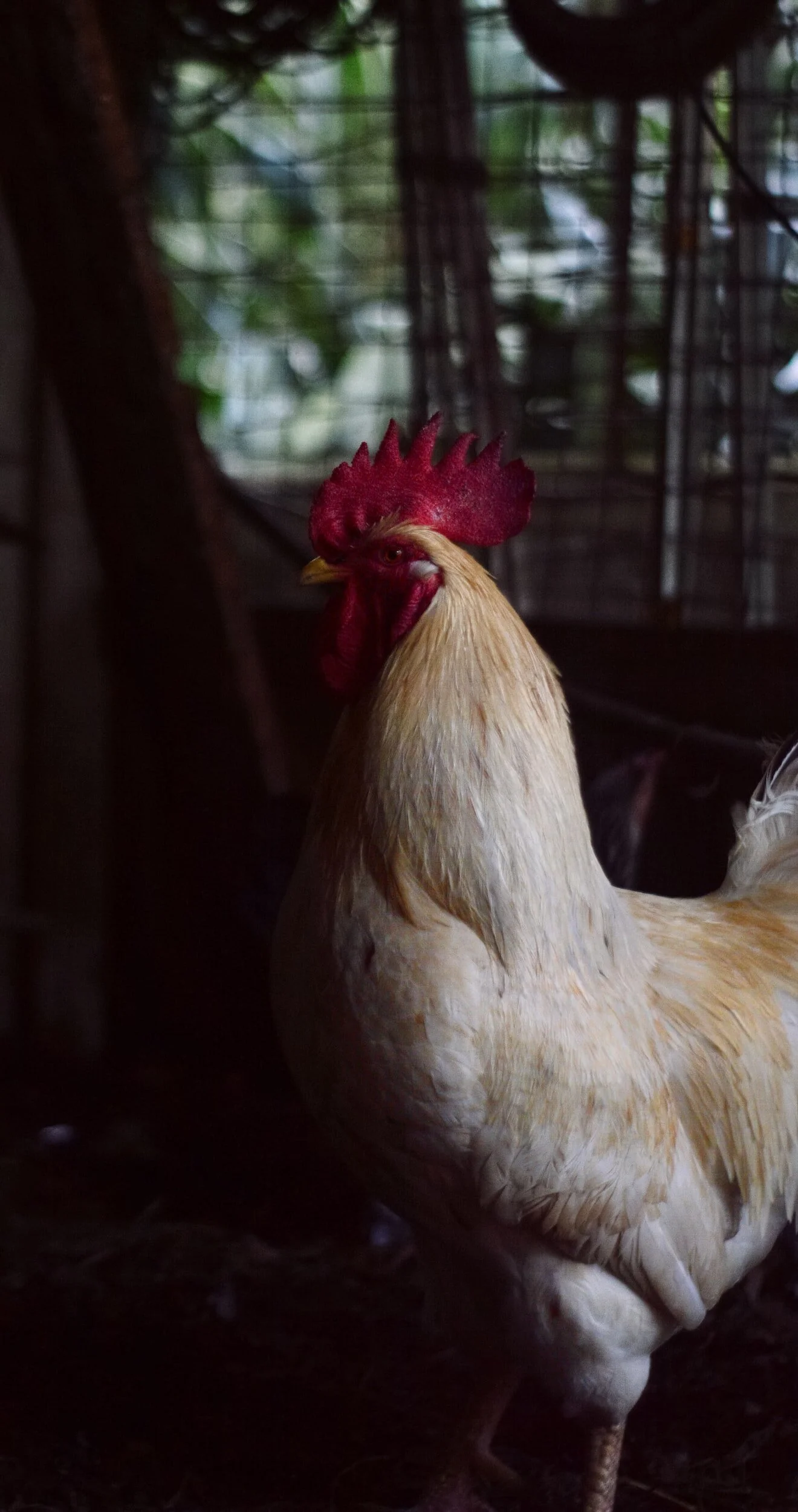 TJ/SC: Mantida condenação por maus-tratoas a participante de rinha de galos