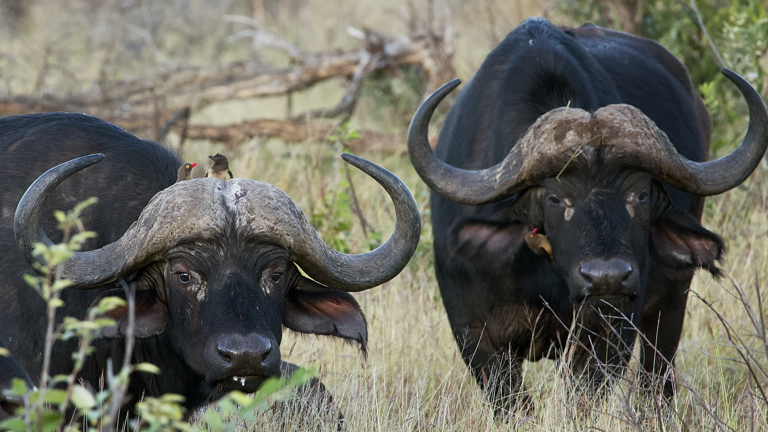 TJ/SP: ONG perde tutela de búfalas de Brotas após decisão judicial