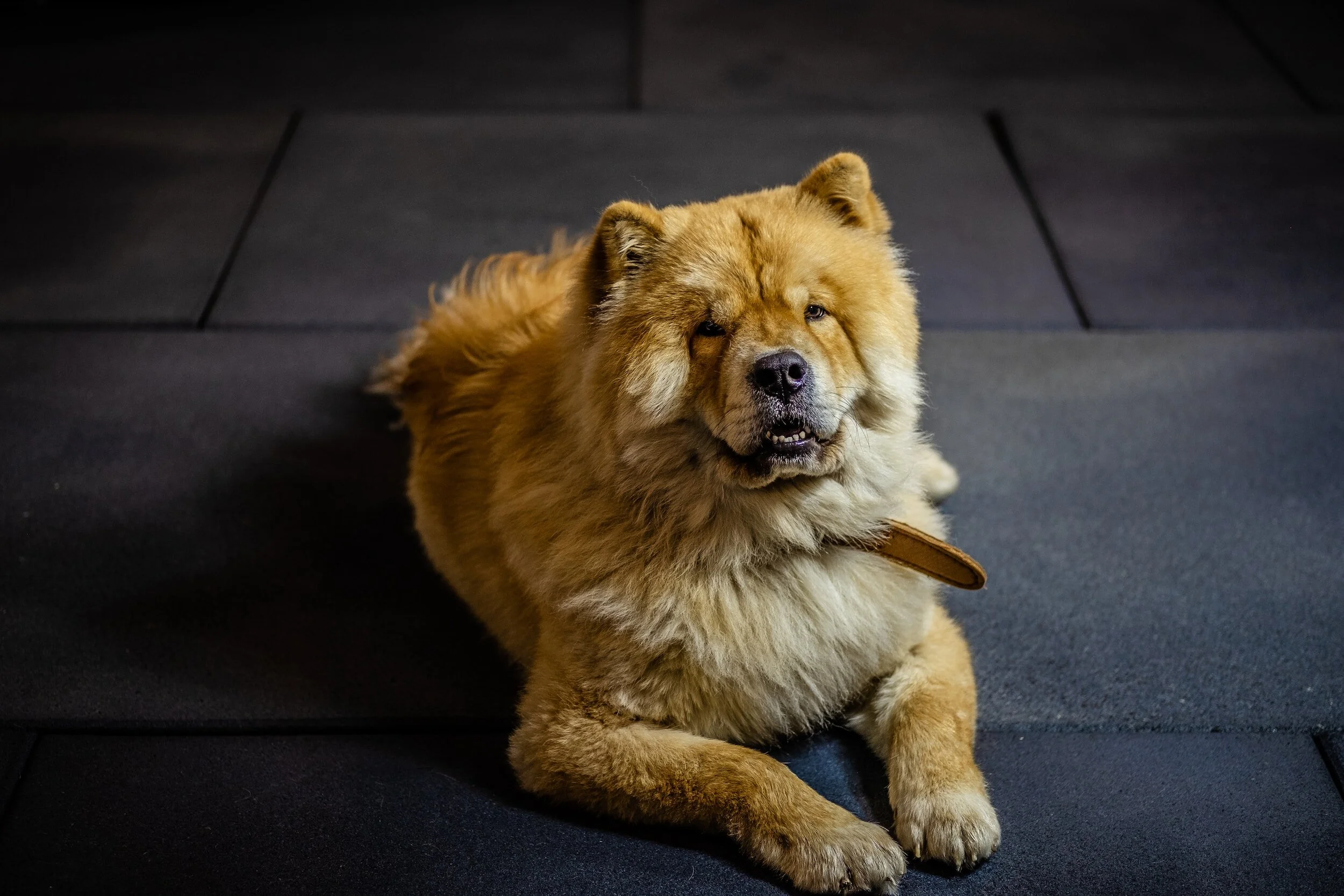 TJ/SC: Tribunal confirma condenação de tutor que matou seu cão chow-chow a machadadas