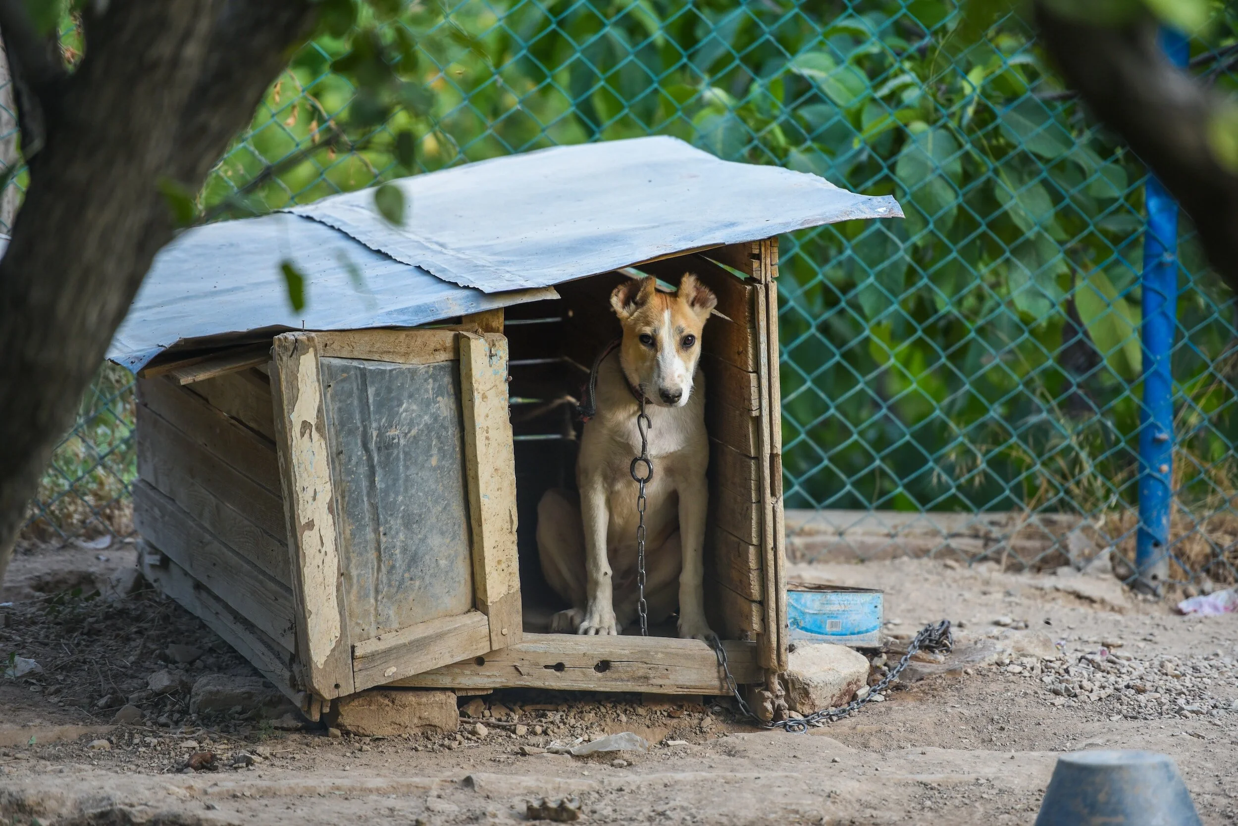 Campinas (SP): Lei estabelece que acorrentar animais é conduta que pode configurar maus-tratos