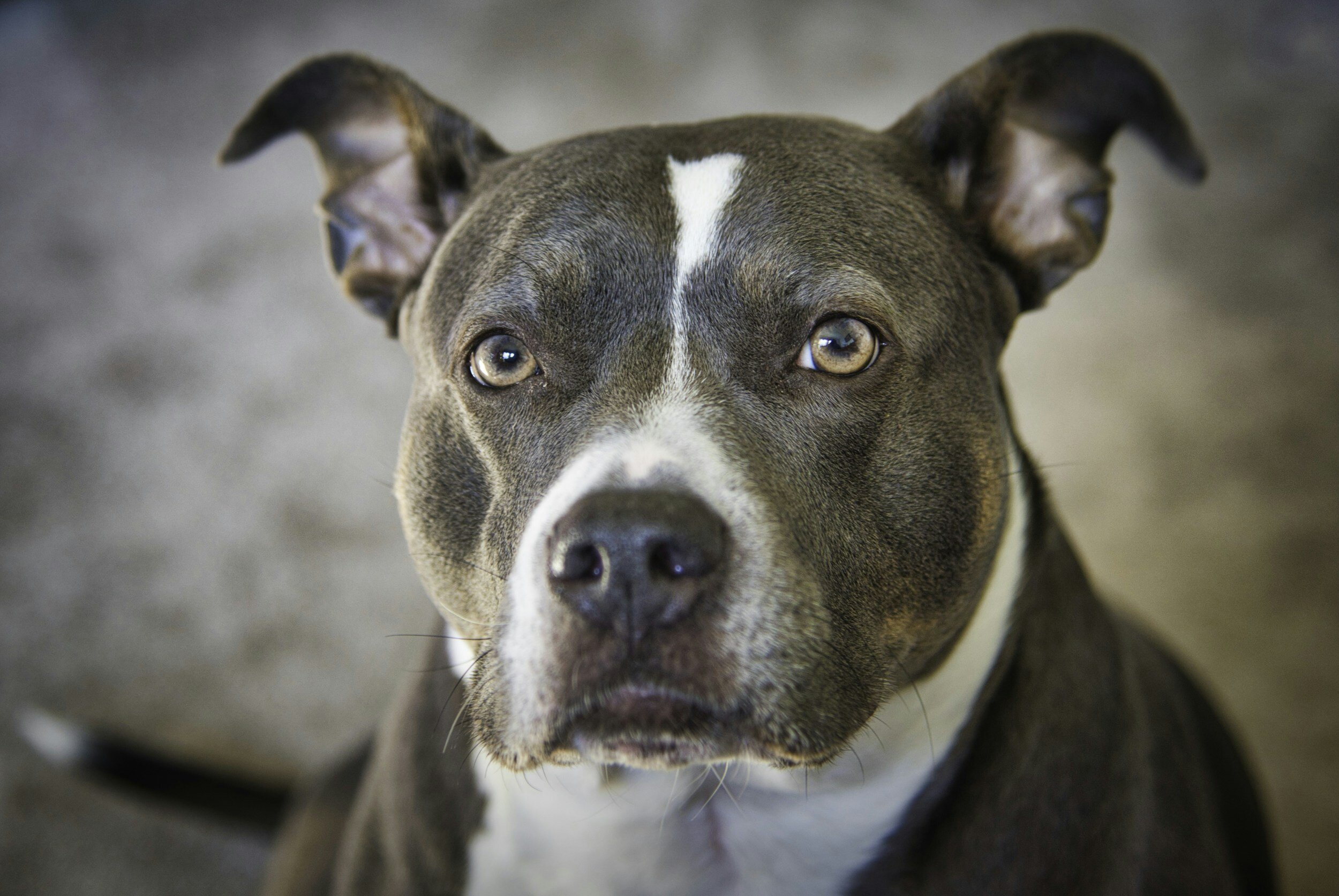 TJ/SC: Tribunal mantém condenação de homem que deixou cão abandonado para morrer