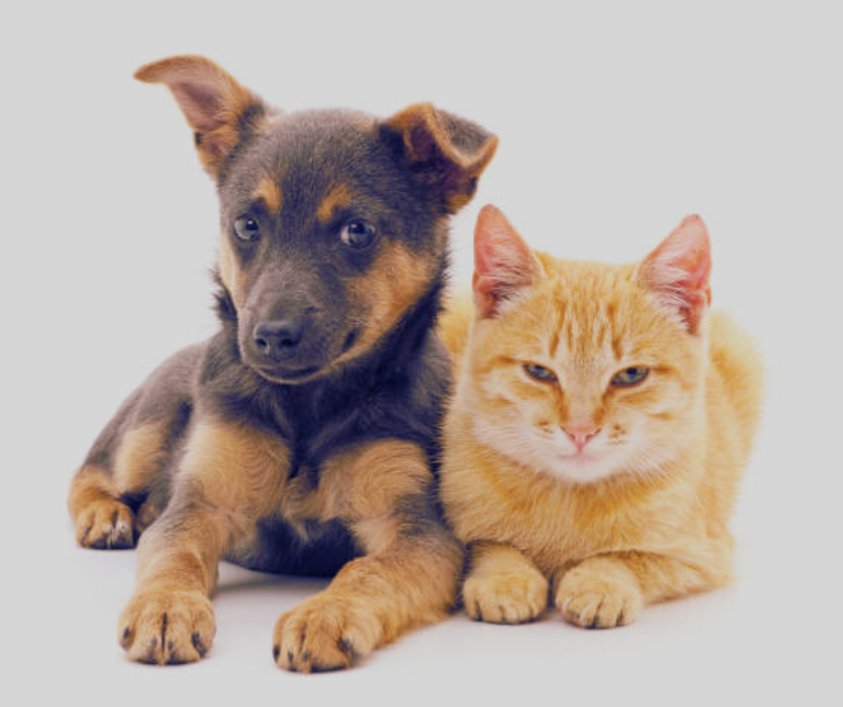 Conselho Nacional de Política Criminal adota diretriz para instalar canis e gatis em penitenciárias brasileiras