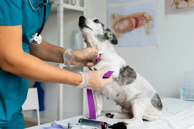 SC: Sancionada lei que obriga clínicas veterinárias a denunciar maus-tratos contra animais no estado