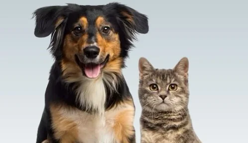 Comissão conclui anteprojeto do Código Civil e reconhece a senciência animal