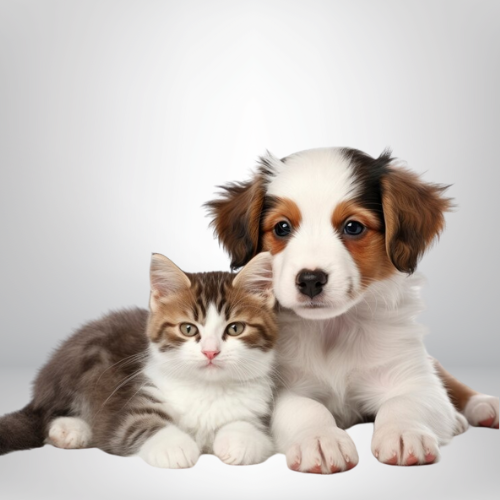 Cabe ANPP em caso de maus-tratos a animal? CNMP envia tema a Comissão do Meio Ambiente