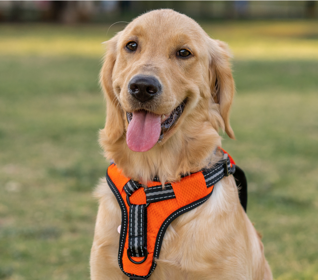 TJ/MA: Liminar determina que a Azul permita que criança com deficiência viaje Com seu cão de apoio emocional na cabine do avião