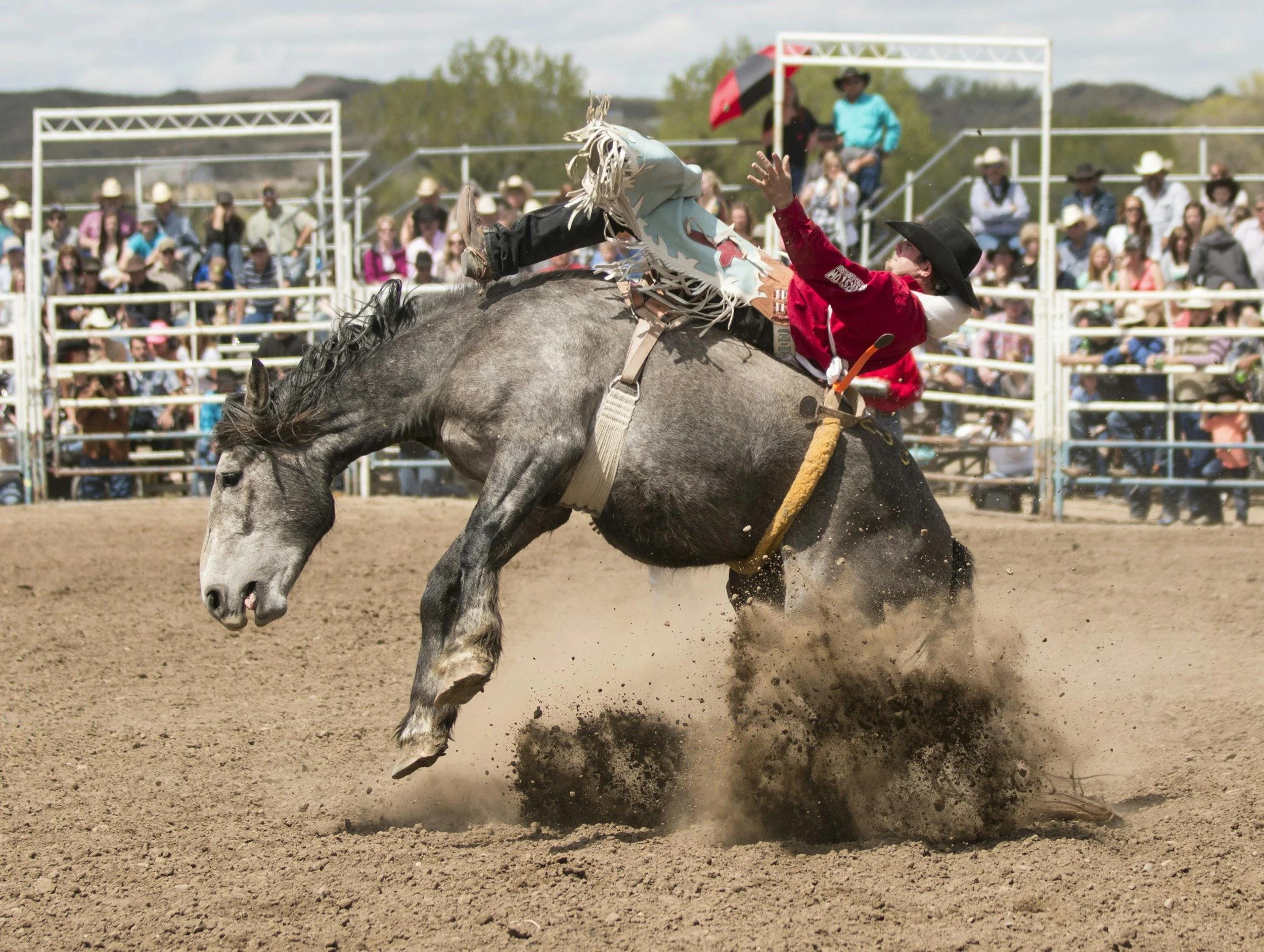 TJ/SP: Justiça proíbe a realização de rodeios e outros eventos similares que envolvam maus-tratos a animais no município de Itapetininga