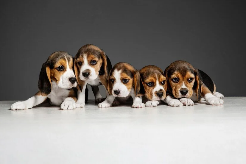 EUA: Criador de beagles é autuado em multa recorde de US$ 35 milhões por maus-tratos