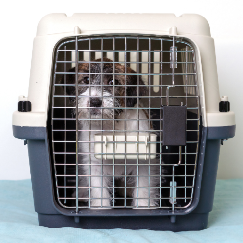 TJ/SP: Latam é condenada em R$ 30 mil por morte de cachorro em voo