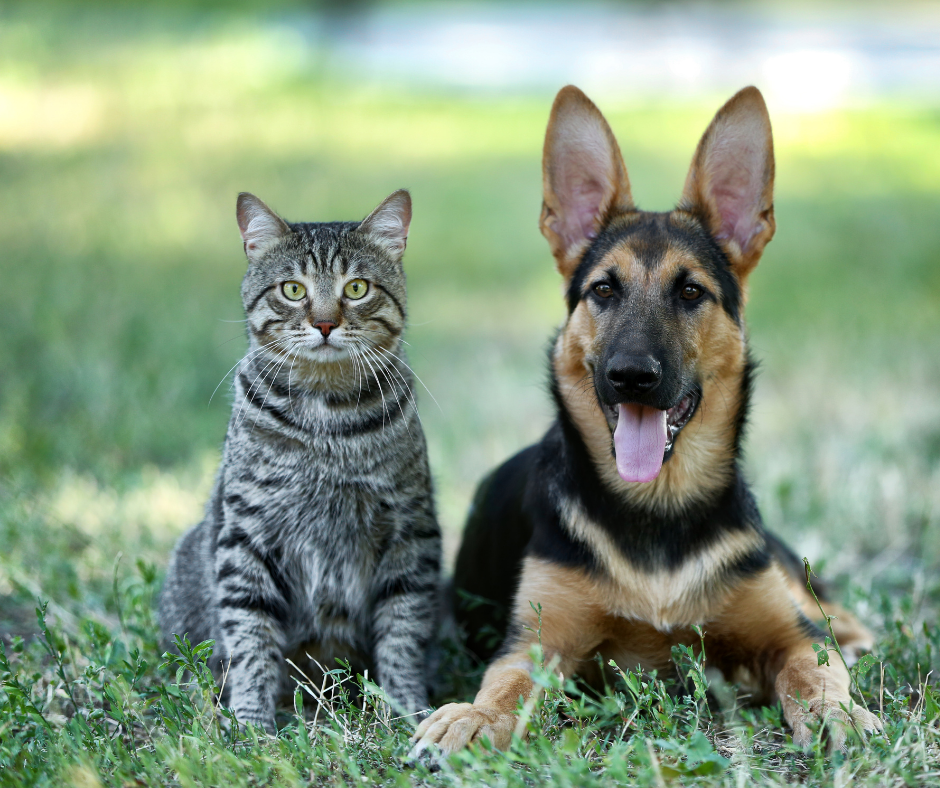SP: Alesp aprova projeto que determina a venda de cães e gatos somente após a castração e proíbe a exposição em vitrines de pet shops