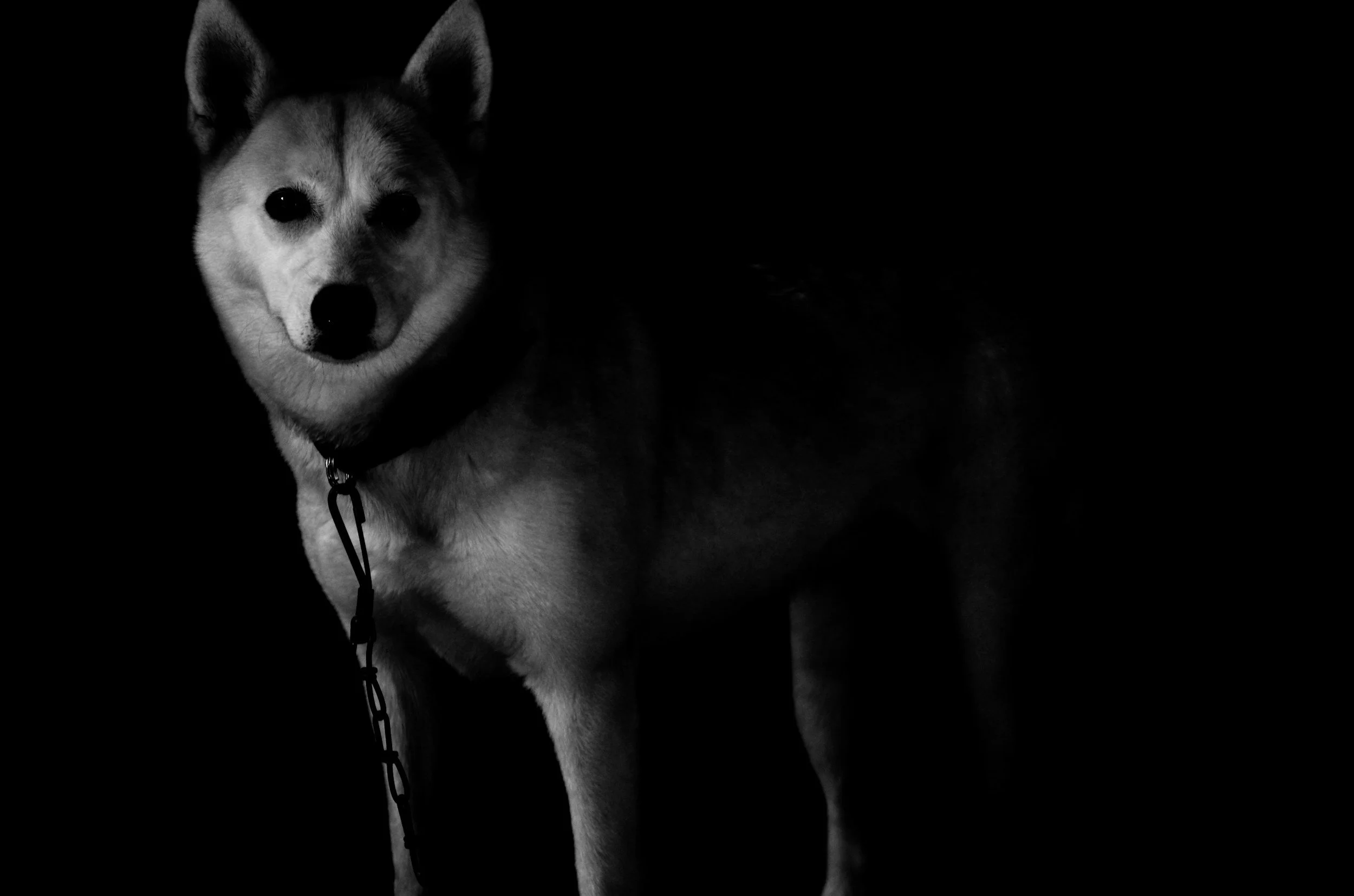 TJ/RS: Concedida liminar que permite a adoção definitiva e castrações para os animais resgatados das enchentes e mantidos em abrigos em todo o estado