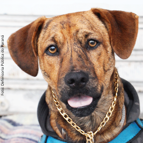 TJ/PR: Justiça reconhece família multiespécie e determina que cão recolhido por prefeitura seja entregue a tutor em situação de rua
