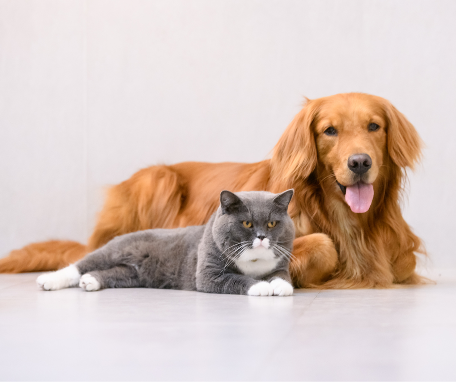 SP: Governador sanciona lei que proíbe cães e gatos em vitrines