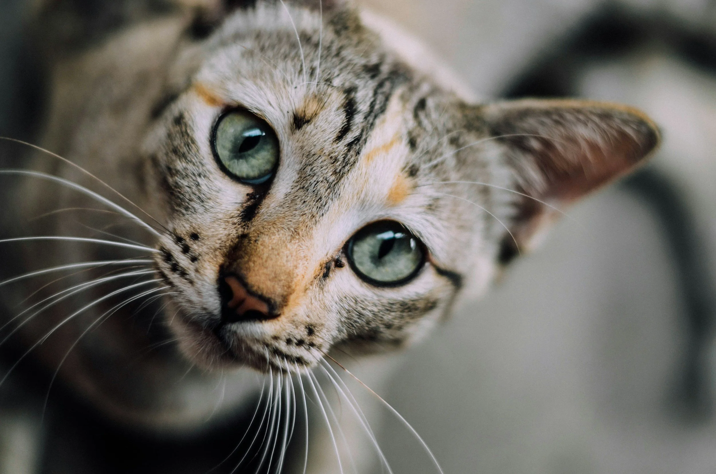 DF: Nova legislação veda o tratamento dos animais como coisa e estabelece proteção legal em caso de violação de seus direitos