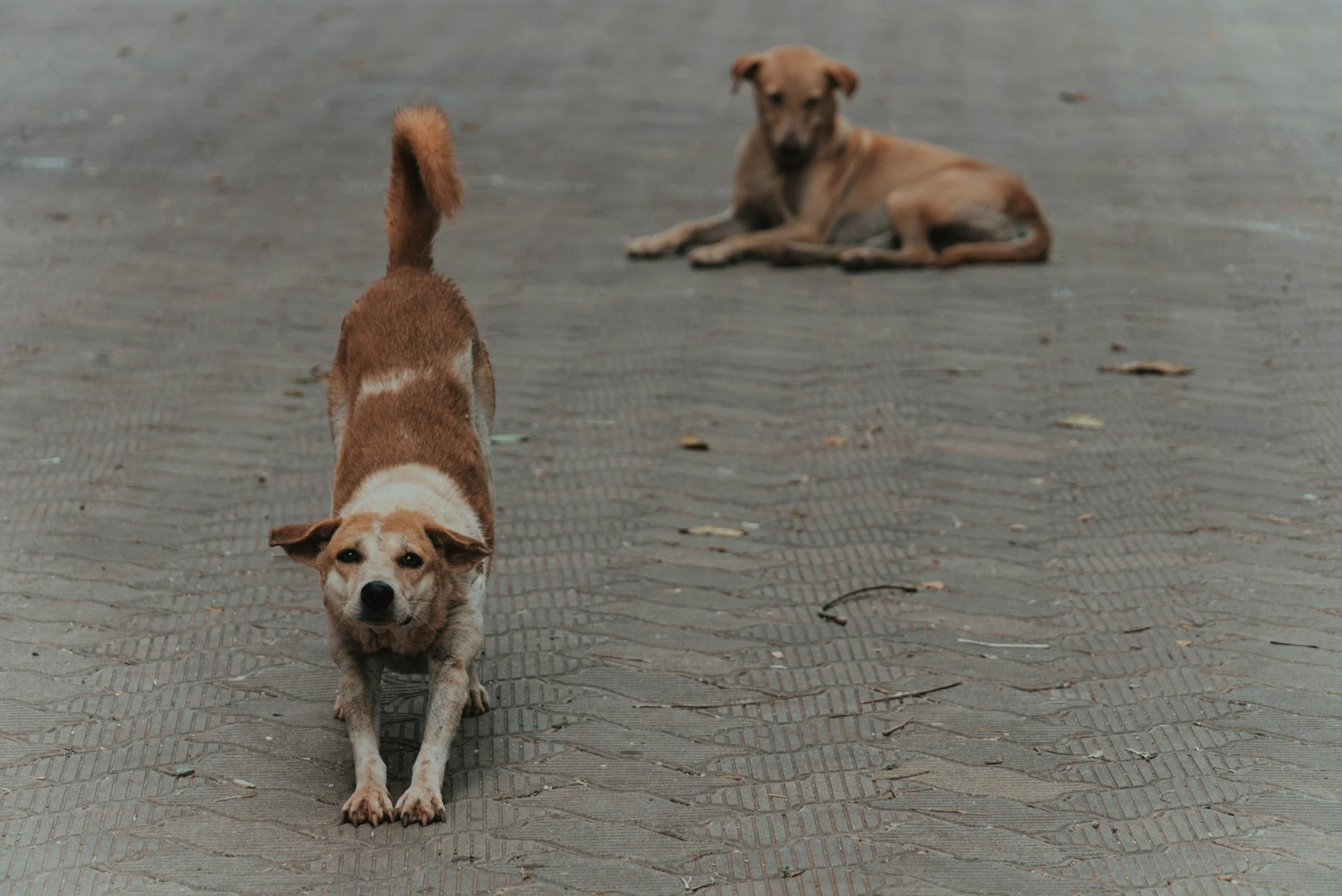 Turquia: Parlamento aprova eutanásia de cães em situação de rua