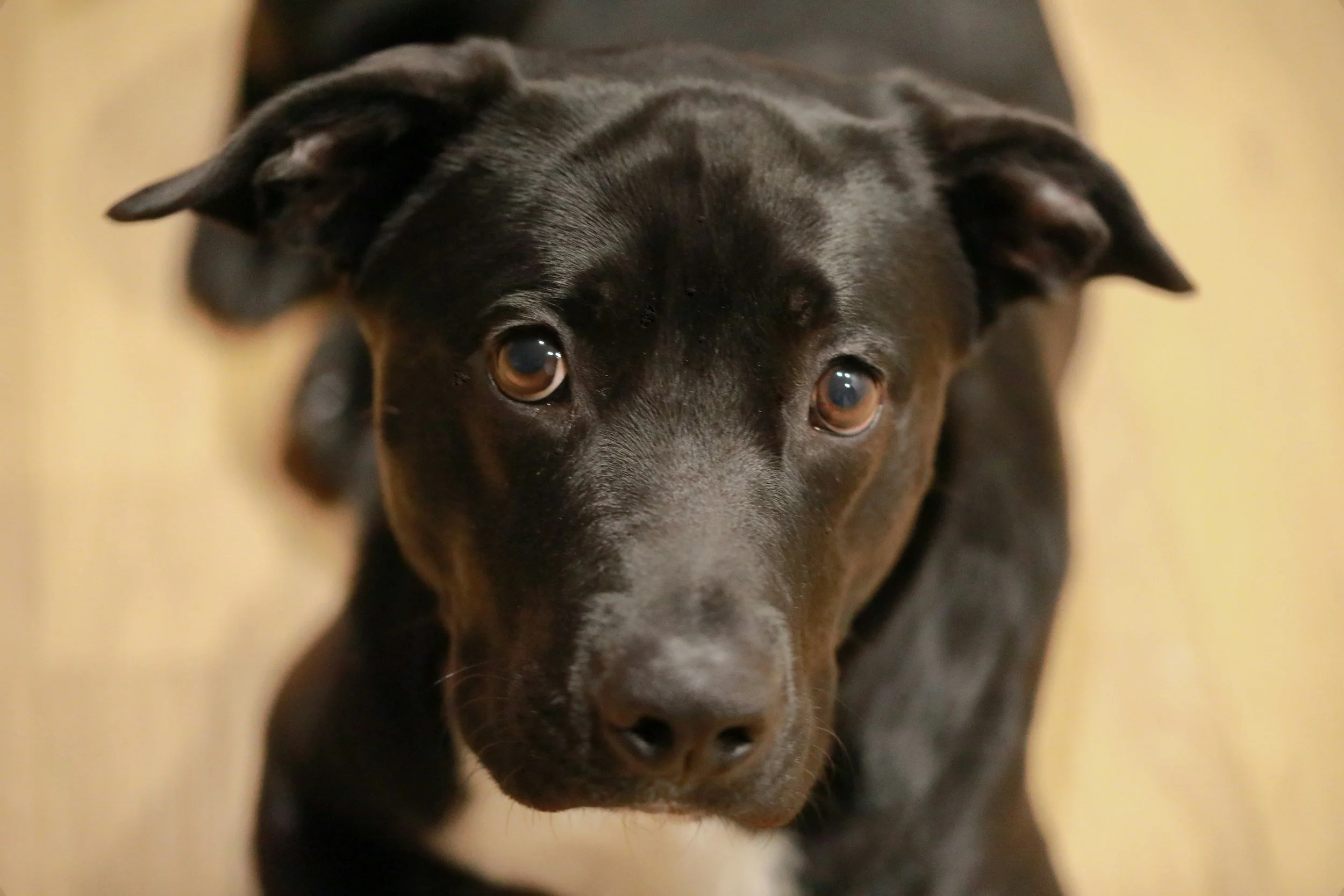 Austrália: Zoólogo famoso é condenado a mais de 10 anos de prisão por abusar e matar dezenas de cachorros