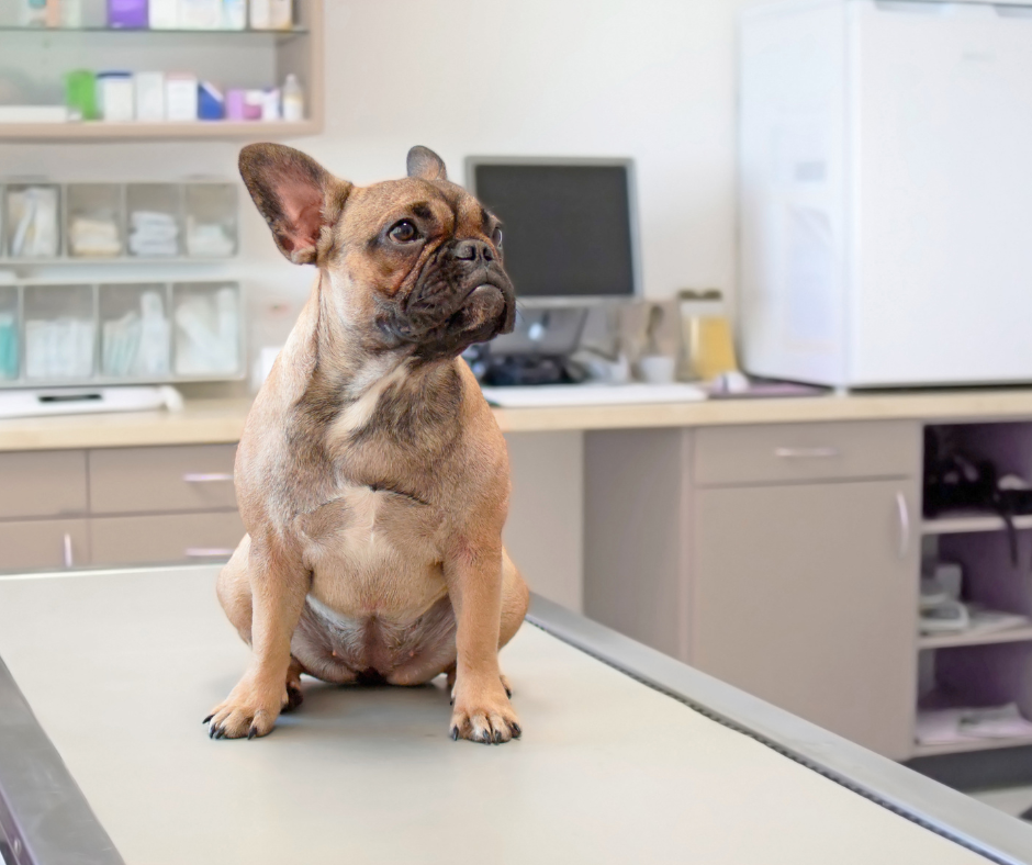 RR: Aprovado projeto de lei estadual que obriga clínicas veterinárias e pet shops a instalarem câmeras e permitir acesso aos clientes