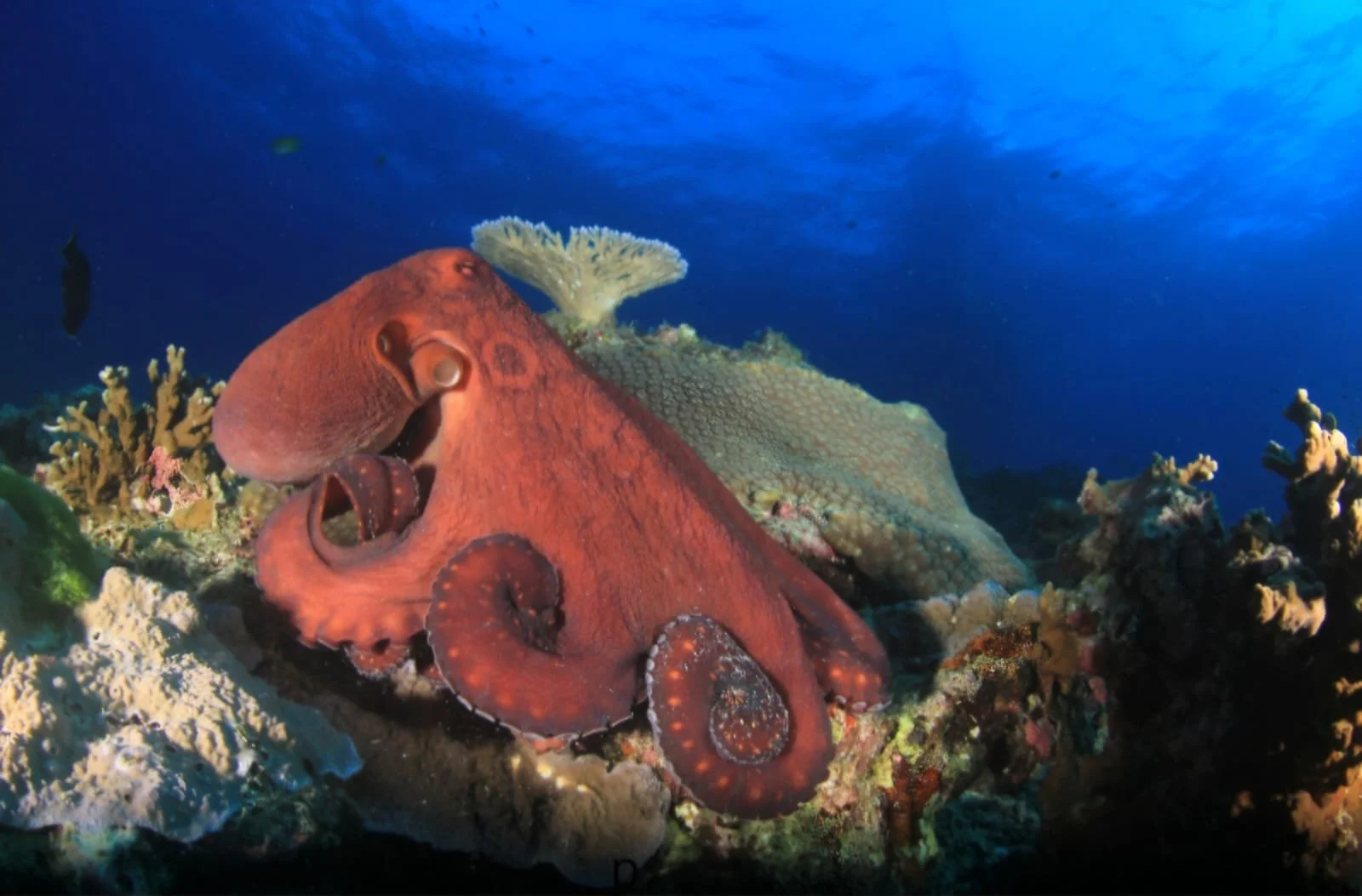 EUA: Senado da Califórnia aprova Projeto de Lei que proíbe o cultivo e a venda de carne de polvo de viveiro no estado