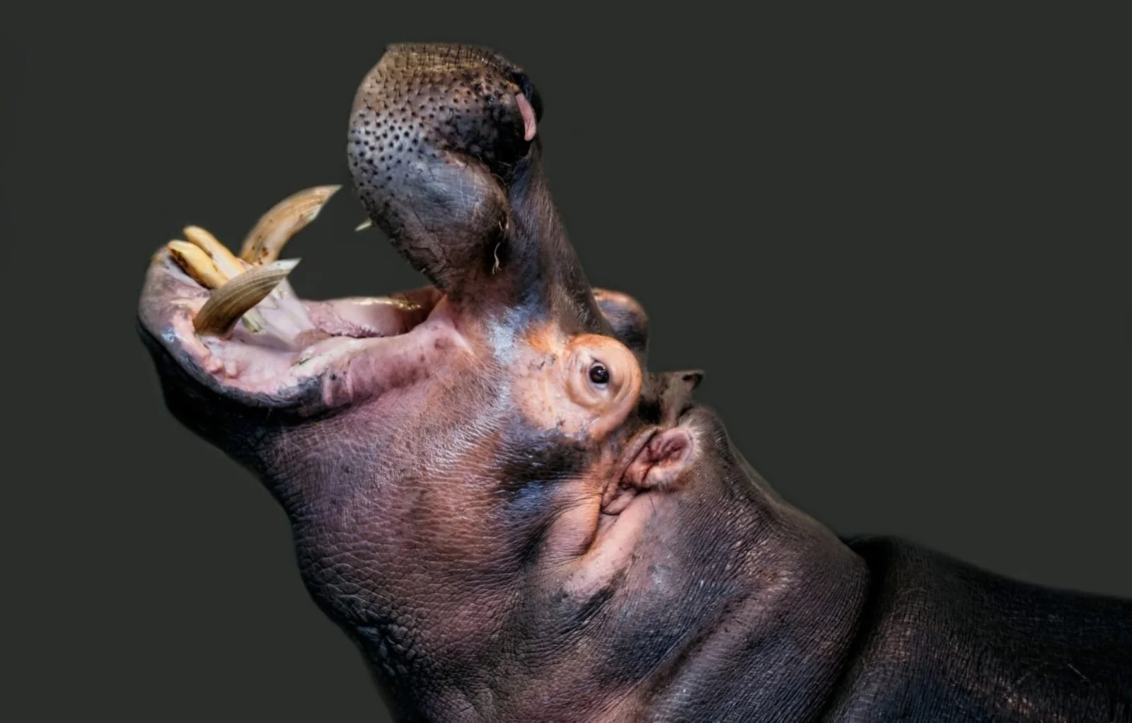 Colômbia: Justiça ordena medidas urgentes para controlar a superpopulação de hipopótamos de Pablo Escobar