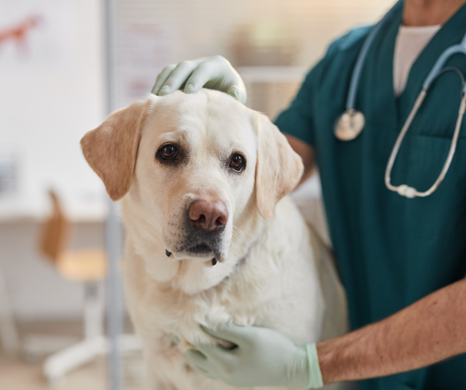 TJ/MG: Justiça fixa alimentos em favor de animal de estimação