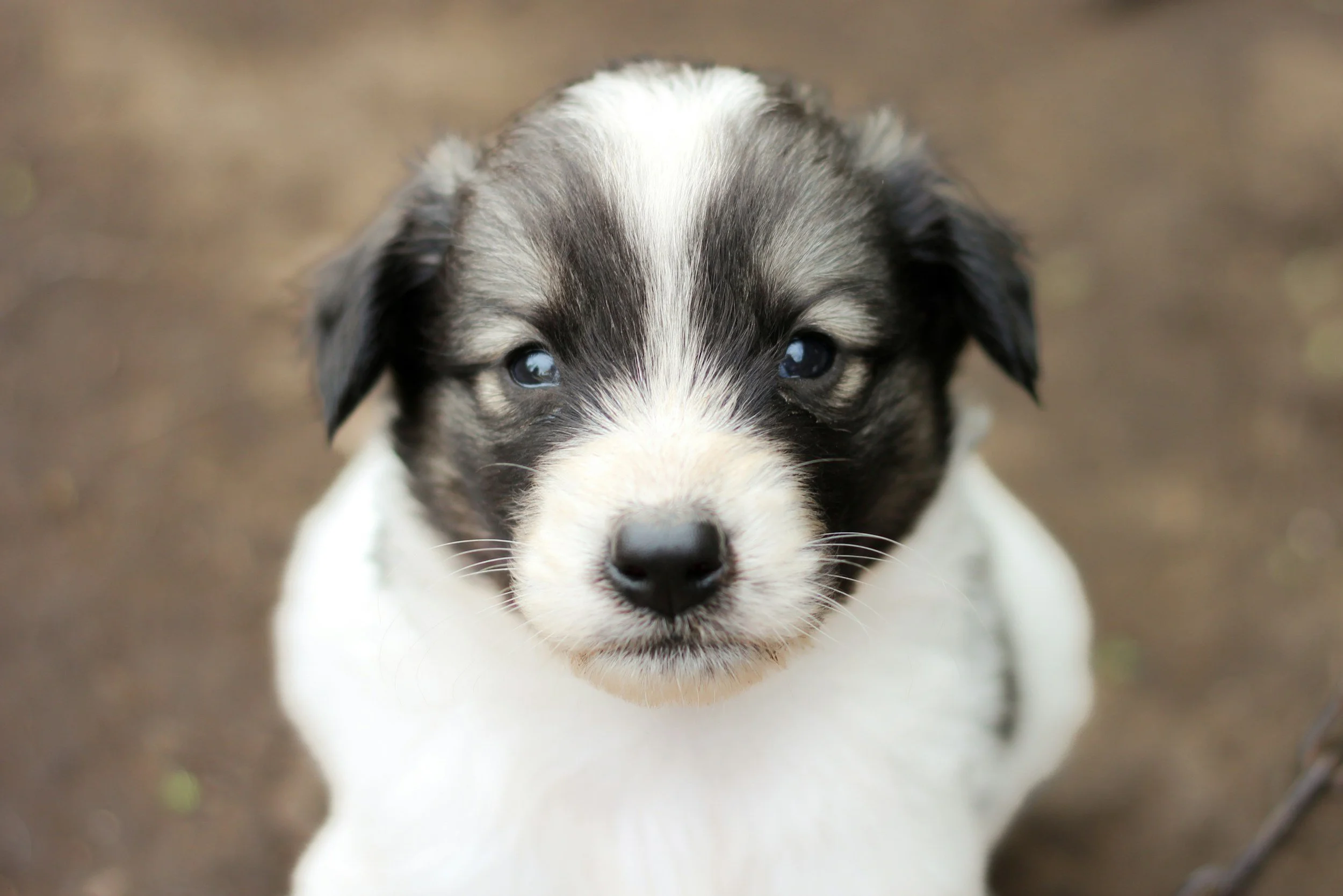 STF: Plenário manteve a decisão que suspendeu trechos da lei estadual paulista que determinava a castração obrigatória de filhotes de cães e gatos para venda no estado