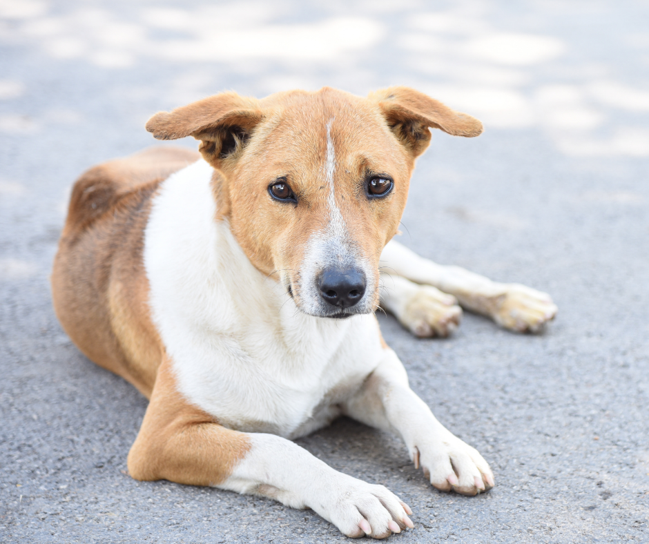TJ/RN: ONG que resgatou cão atingido por disparo será ressarcida das despesas nos cuidados com o animal