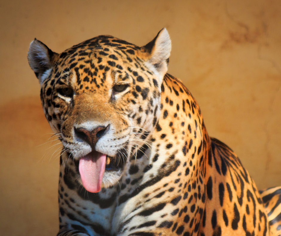 TJ/MT: Justiça autoriza que ONGs atuem no atendimento aos animais afetados pelas queimadas no Pantanal