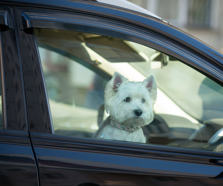 Câmara: Projeto prevê multa de até R$ 2 mil para quem deixa animal sozinho dentro de veículo