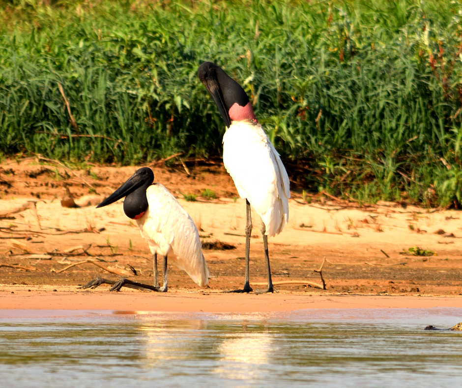 TJ/MS: Inadmitido recurso impetrado pelo MP contra acórdão que considerou válida licença ambiental&nbsp;para desmate de 20 mil hectares no Pantanal