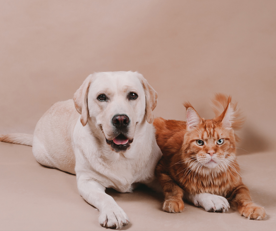 TJ/AM: Tribunal expedirá certidão sobre réus por maus-tratos a animais