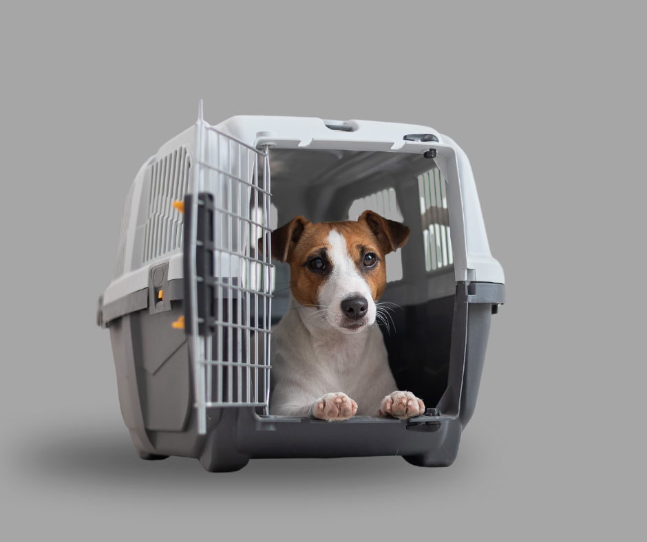 TJ/AC: Mantida decisão que obriga a empresa aérea GOL a levar cão de apoio emocional na cabine