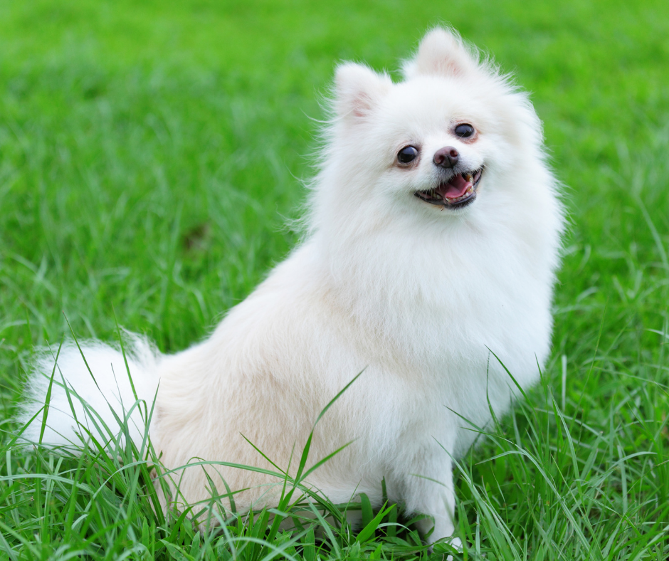 Colômbia: Tribunal Constitucional decide que animais de estimação não podem ser penhorados em processos judiciais