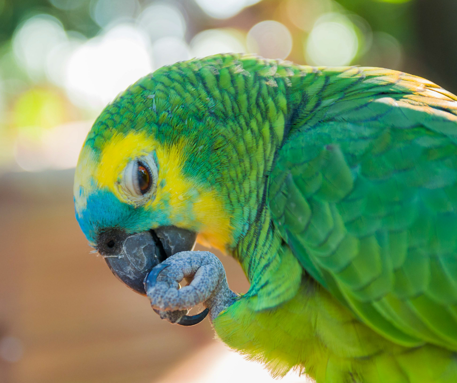 TRF3: Tribunal assegura guarda definitiva de papagaio a mulher que cria o animal&nbsp;
