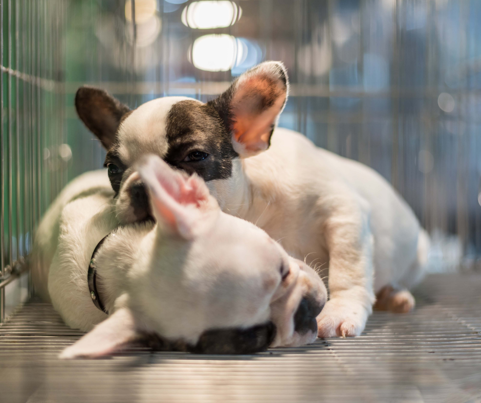 Espanha: Entra em vigor a proibição de venda de cães, gatos e furões nas lojas