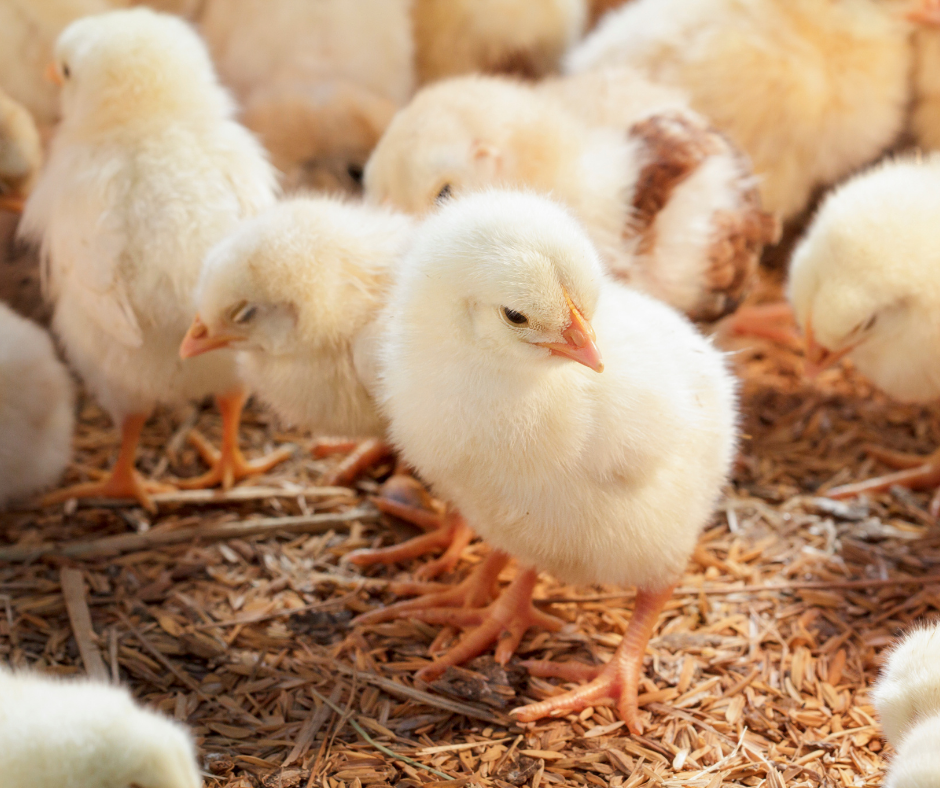 Câmara: Comissão aprova projeto que proíbe descarte de pintinhos com métodos cruéis