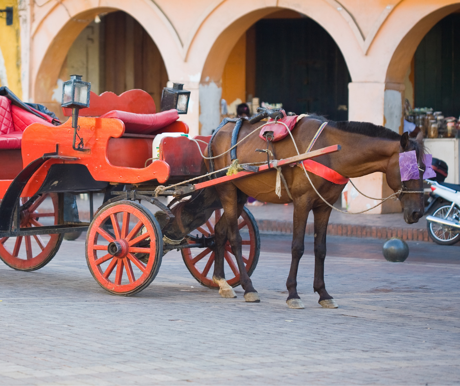 Colômbia: Tribunal tomou medidas rigorosas para proteger cavalos de carruagem em Cartagena