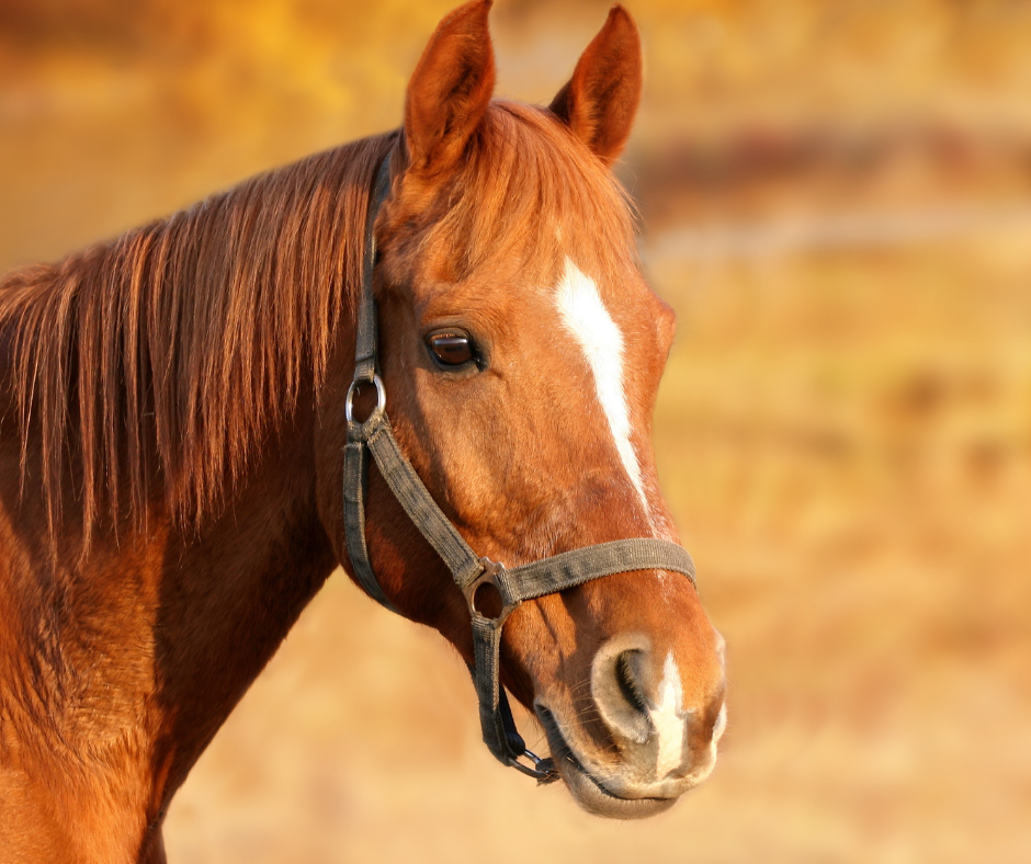 TJ/SP: Tribunal nega pedido&nbsp;de associação de proteção&nbsp;aos&nbsp;animais&nbsp;para impedir a realização de competição esportiva com cavalos em São José dos Campos