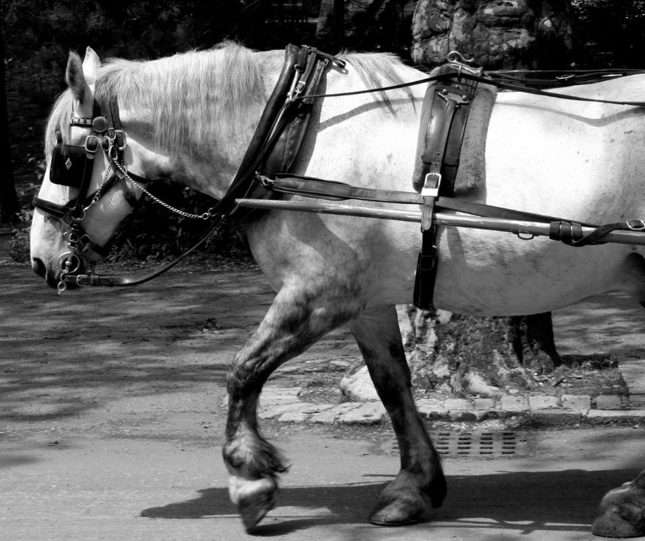 Câmara: Comissão aprova projeto que agrava penas para crimes contra a fauna e, entre outras medidas, proíbe carroças movidas por animais