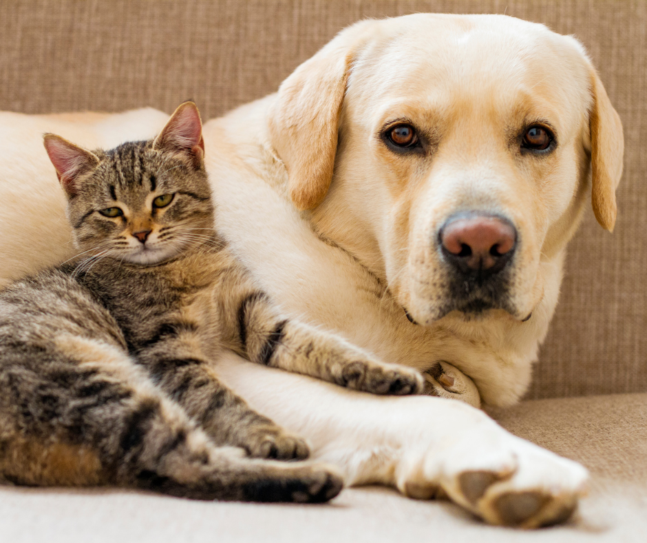 TJ/PB: Justiça nega pedido de condomínio para moradora reduzir quantidade de animais em João Pessoa