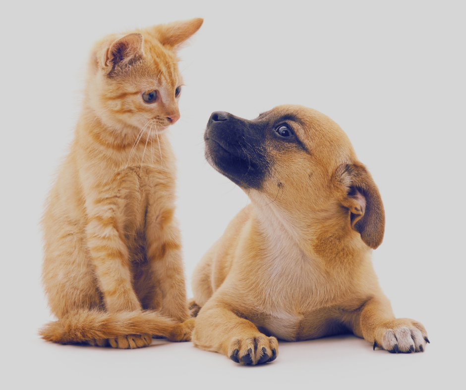 STF: Maioria vota a favor de lei de proteção a cães e gatos de AL